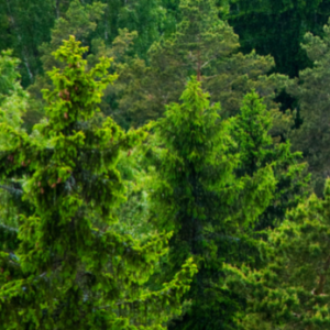 Forestry & Habitats